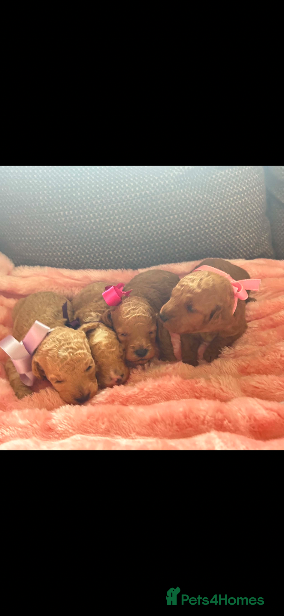 Miniature Poodle dogs for sale: ⭐️⭐️ stunning miniature poodle puppies ⭐️⭐️ - Advert 5