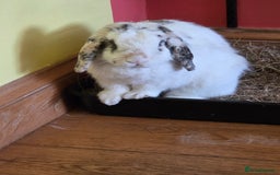 Mini Lop rabbits for sale: Male Rabbit in need of forever home.  - Image 8