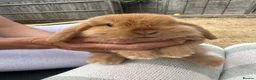Mini Lop rabbits for sale: Mini lop rabbits  - Advert 16