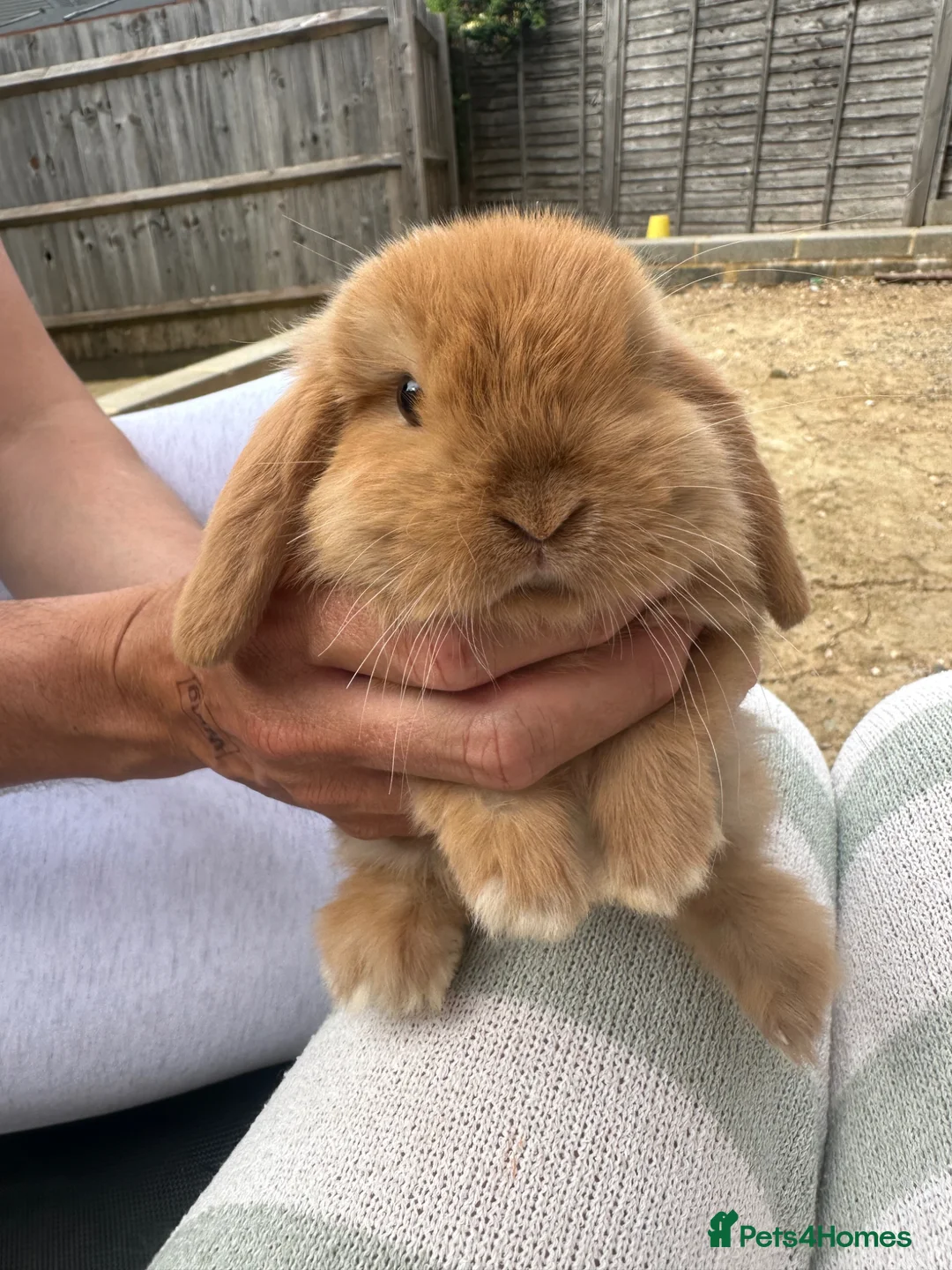 Mini Lop rabbits for sale: Mini lop rabbits  - Advert 16