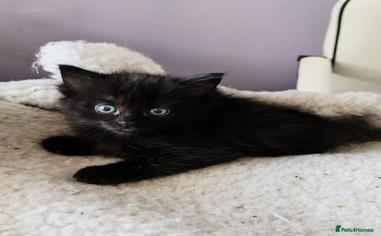 Mixed Breed cats - Advert 1
