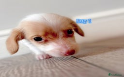 Miniature Dachshund dogs for sale: Longhaired piebald miniature dachshund pups  - Image 3