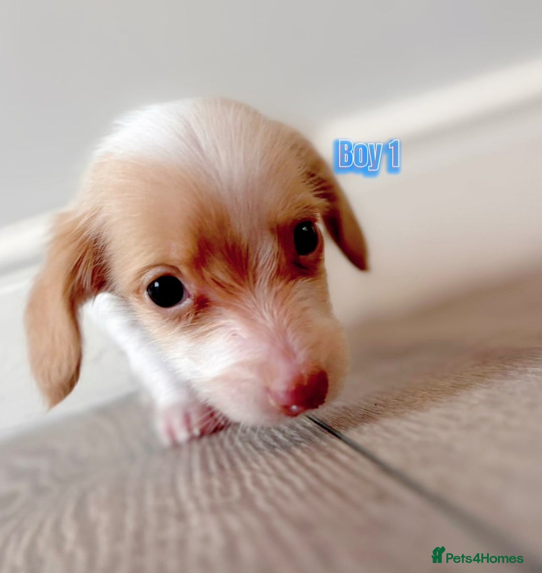 Miniature Dachshund dogs for sale: Longhaired piebald miniature dachshund pups  - Image 3
