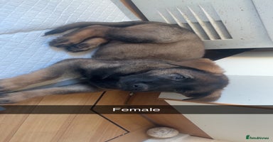 German Shepherd dogs 4 beautiful German shepherd puppies kc reg working - Advert 3