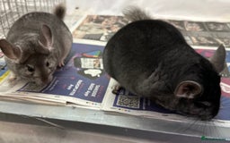 Chinchilla rodents for sale: Billy & Bobby, fabulous standard brothers, v.tame - Advert 10