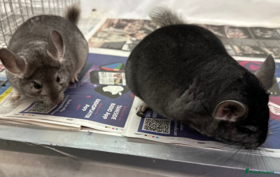Chinchilla rodents for sale: Billy & Bobby, fabulous standard brothers, v.tame - Advert 10