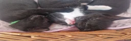 Mixed Breed cats for sale: Stroudies Ruby, Ivy, Dilly, Dave n Norman need ya - Advert 16