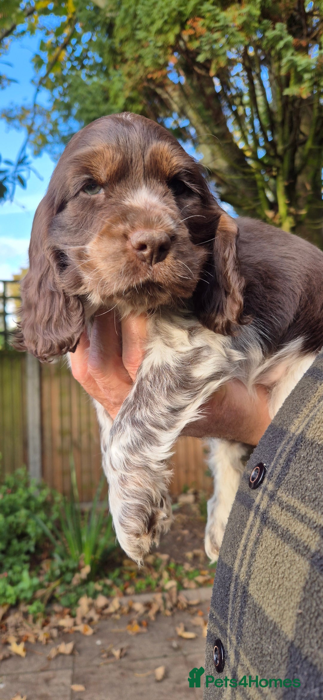 Cocker Spaniel dogs for sale: READY NOW A stunning litter of spaniels  - Advert 23