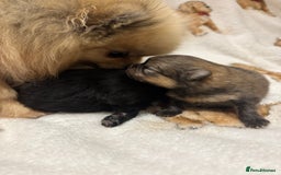 Pomeranian dogs for sale: Pure breed Pomeranians - Advert 8