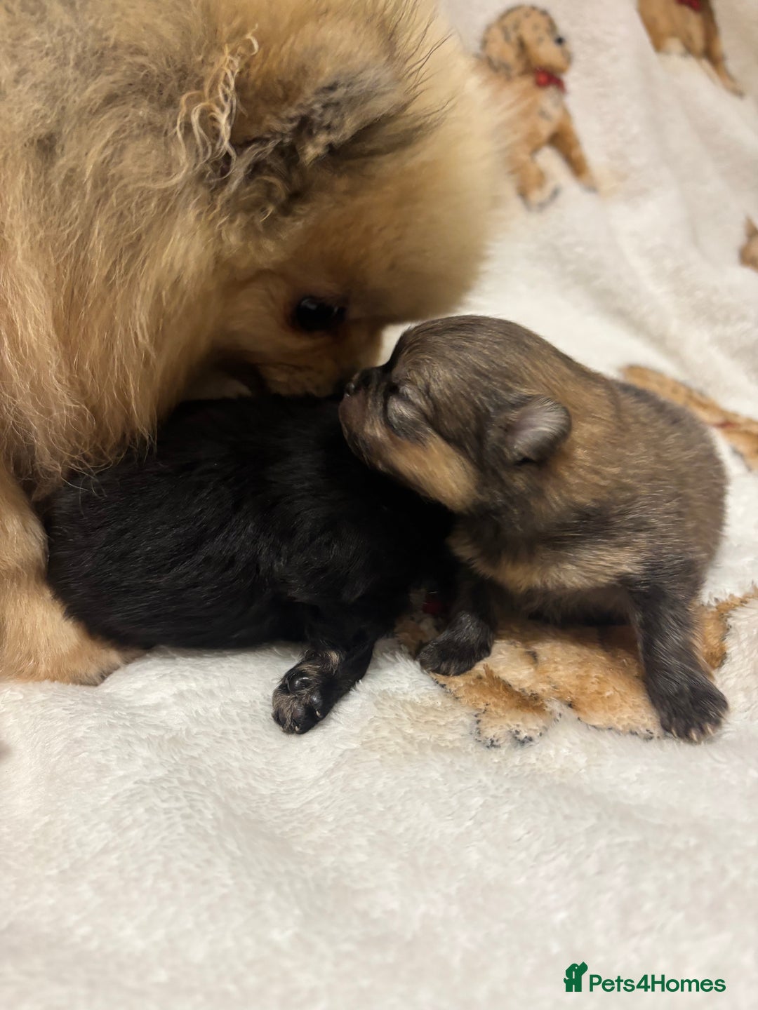 Pomeranian dogs for sale: Pure breed Pomeranians - Advert 8