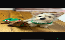 Mixed Breed dogs for sale: Froodle male  - Image 7