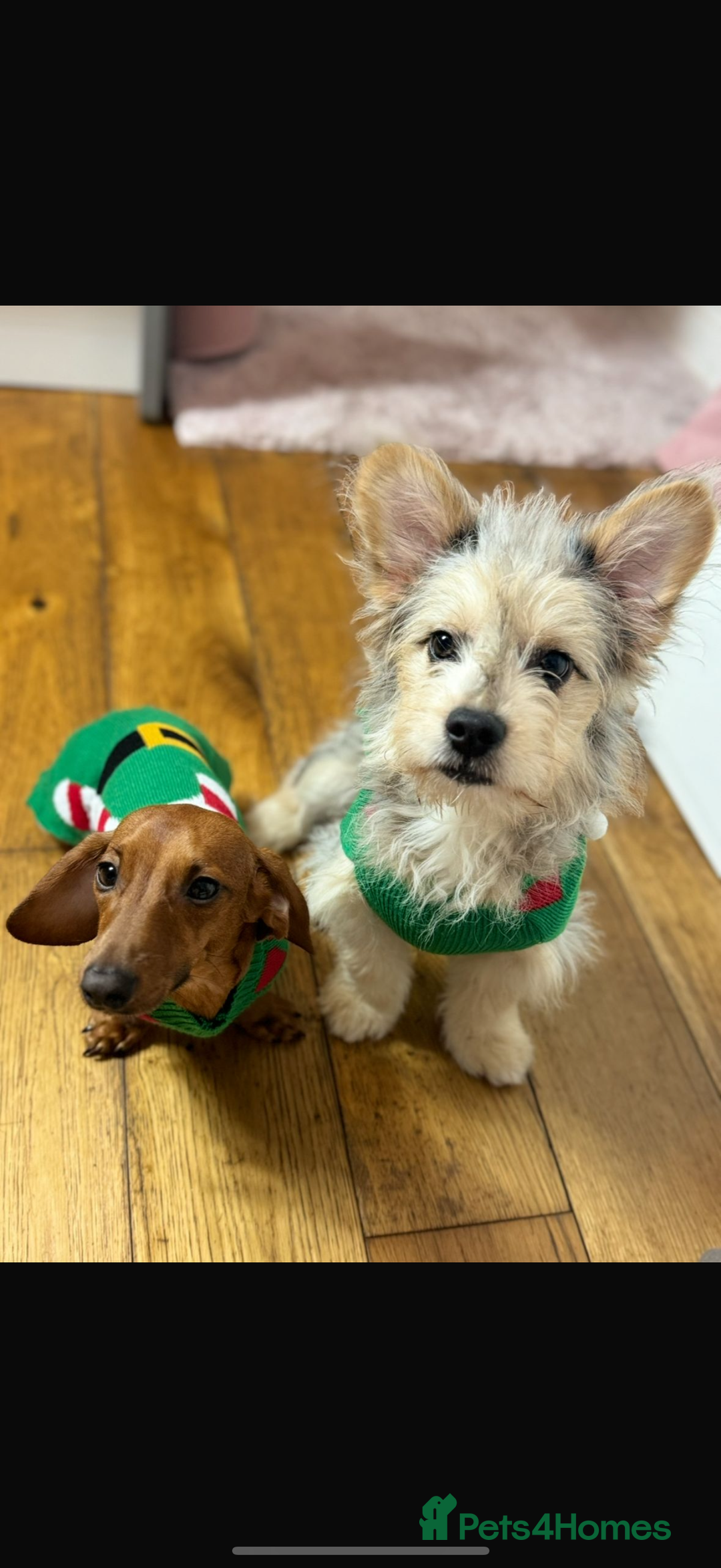 Mixed Breed dogs for sale: Froodle male  - Image 7