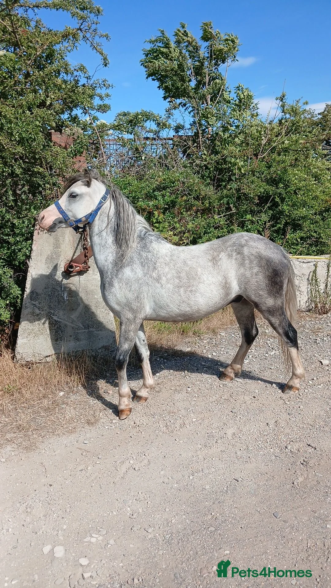 Welsh Section A horses for sale: Welsh section A gelding  - Advert 3