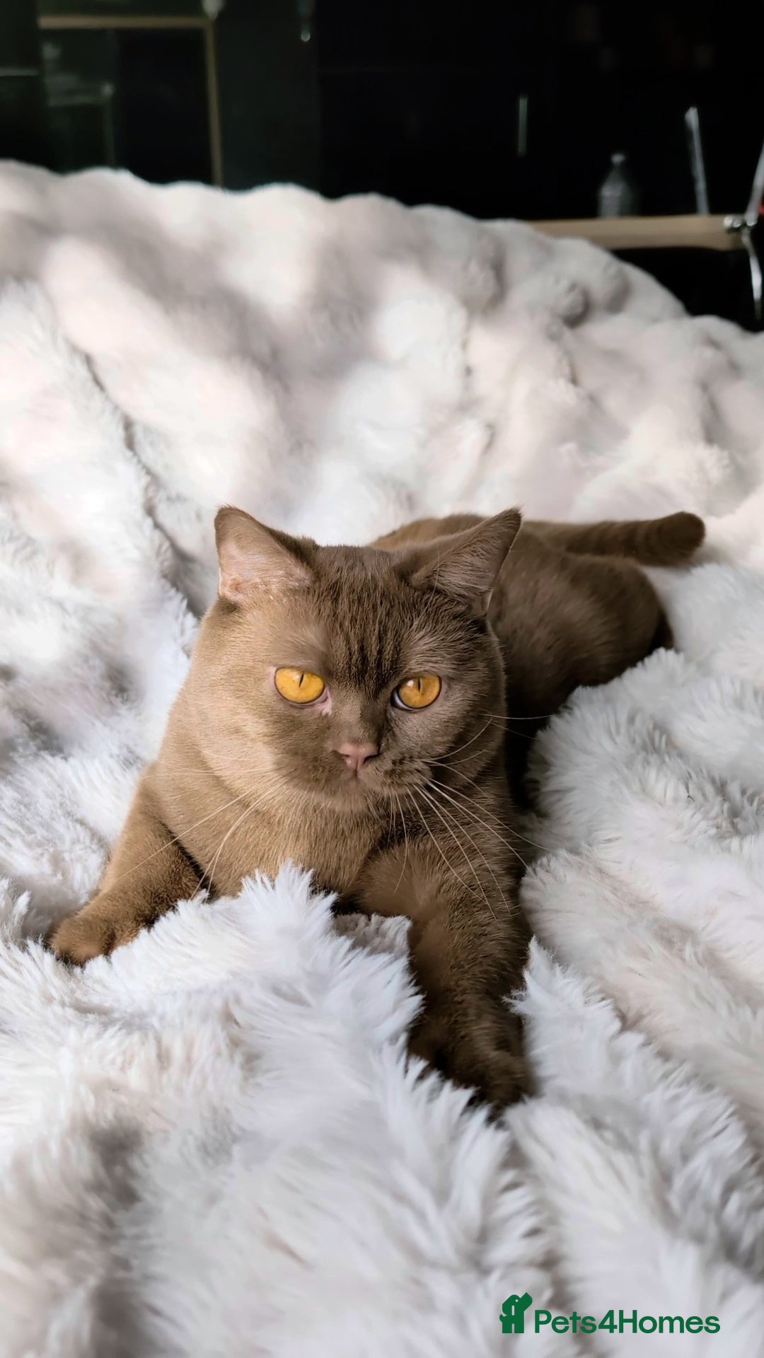 British Shorthair cats for stud: 💦CINNAMON🩸Blood B❣️GCCF & TICA 💙STUD only  - Advert 13