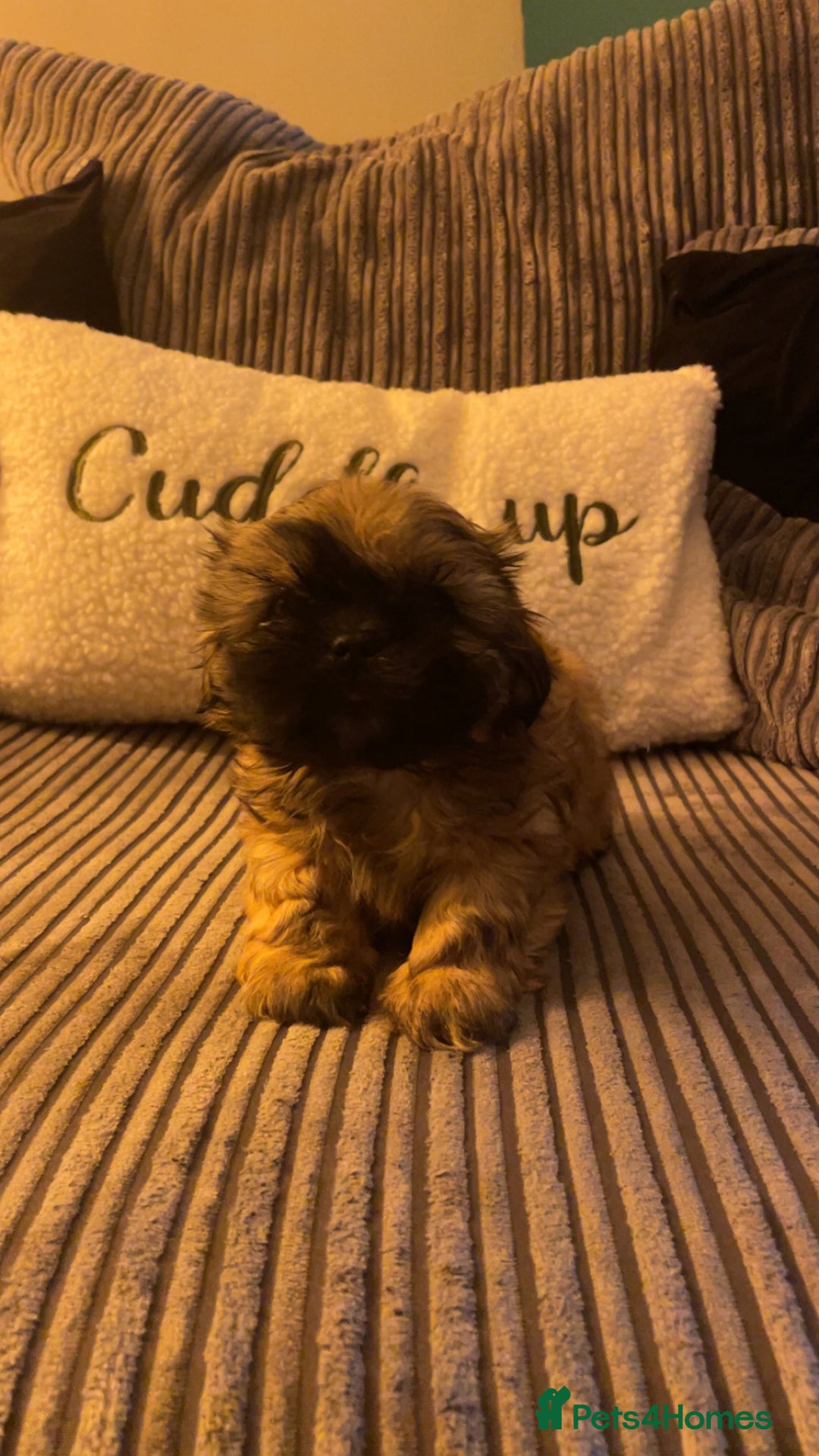 Shih Tzu dogs for sale: 6 week old Shih tzu puppies  - Advert 6