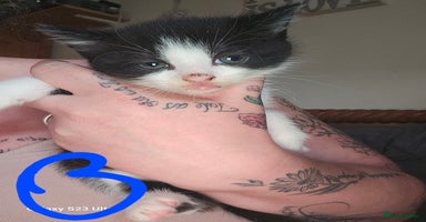 Mixed Breed cats - Advert 9