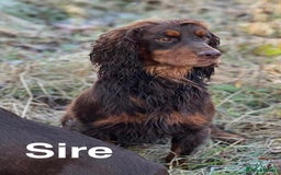 Cocker Spaniel dogs for sale: Working Cocker Spaniel Pups - Image 11