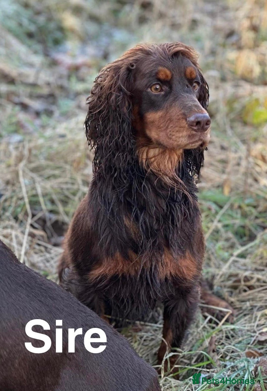 Cocker Spaniel dogs for sale: Working Cocker Spaniel Pups - Image 11