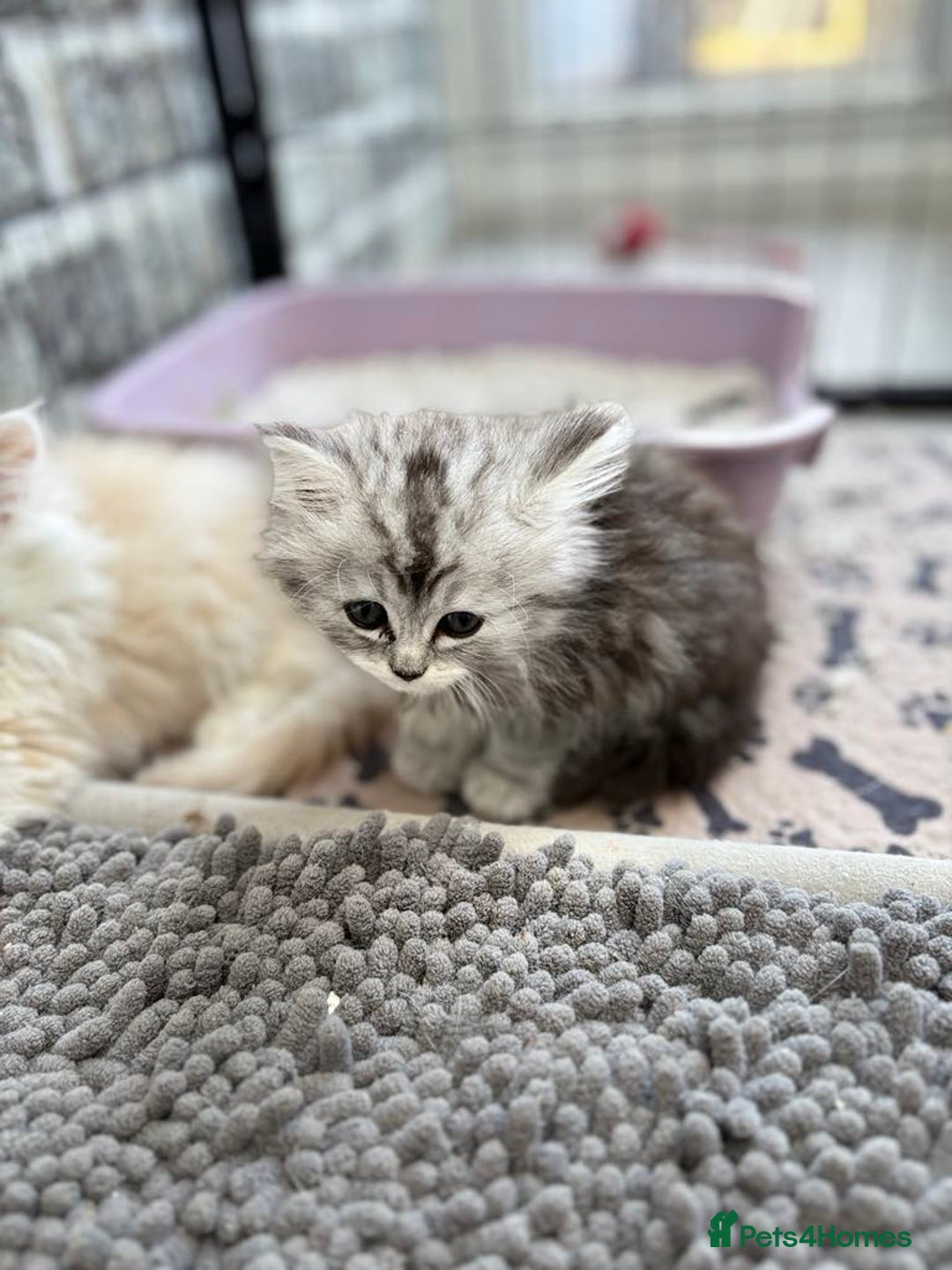 Persian cats for sale: Outstanding litter of Persian x kittens,  - Image 8