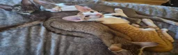 Oriental cats for sale: Pedigree Oriental kittens  - Advert 6
