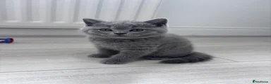 British shorthair