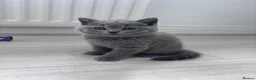 Scottish Fold cats for sale: British shorthair and Scottish straight mix  - Advert 7