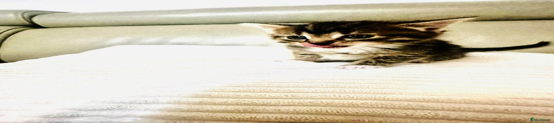 Mixed Breed Kitten 5