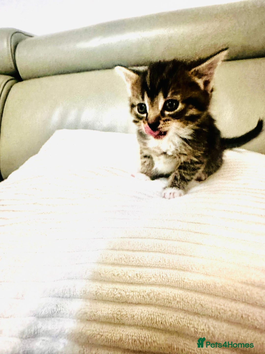 Mixed Breed cats for sale: Beautiful kitties  - Image 1