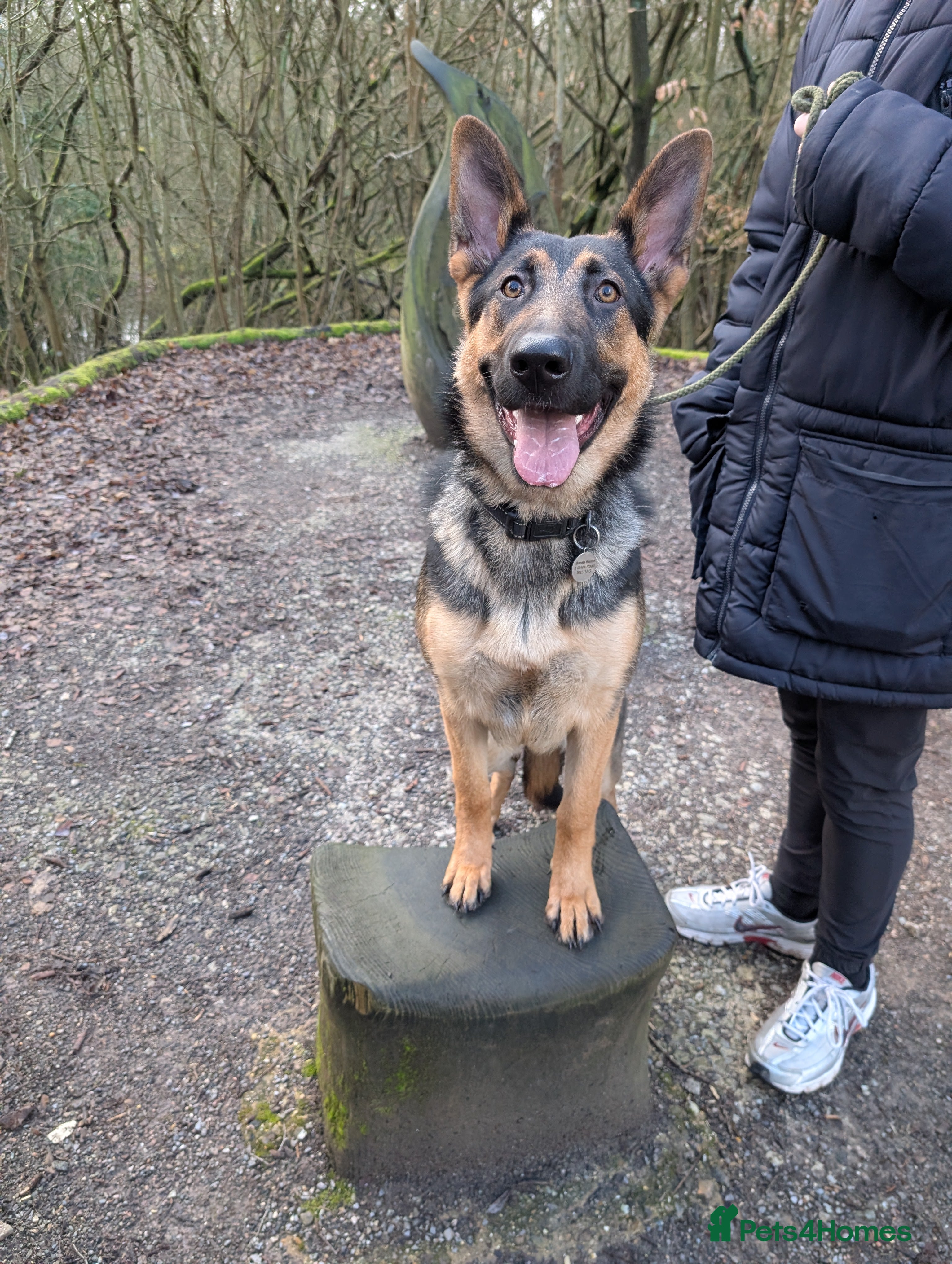 German Shepherd dogs German Shepherd Pup - Advert 15