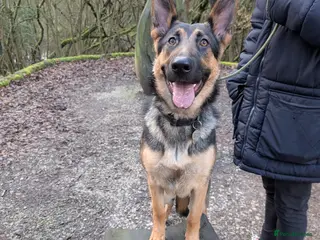 German Shepherd dogs German Shepherd Pup - Advert 15