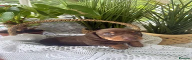 Miniature Dachshund 2