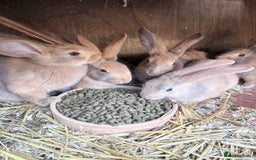 Harlequin rabbits for sale: Harlequin  - Image 3