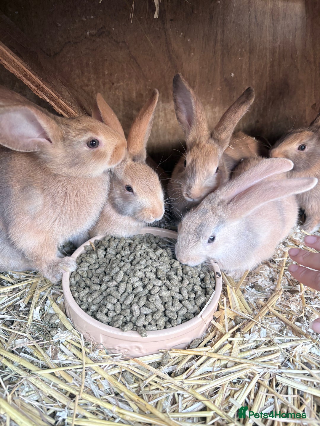 Harlequin rabbits for sale: Harlequin  - Image 3