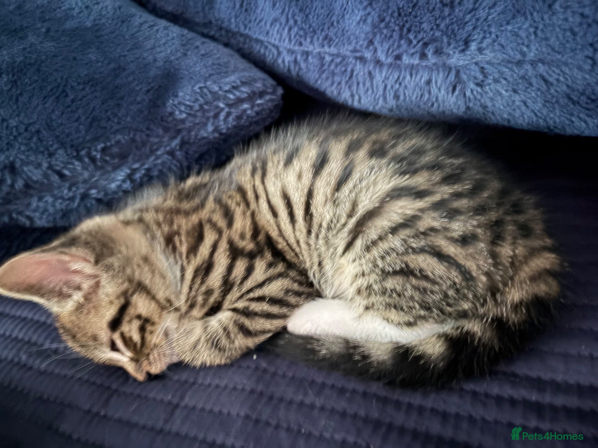 Mixed Breed cats Bengal x girl left ready 28th - Advert 15