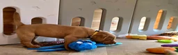 Labrador Retriever dogs for sale: 1 BEAUTIFUL FOX RED KC GIRL, HEALTH TESTED PARENTS - Advert 10