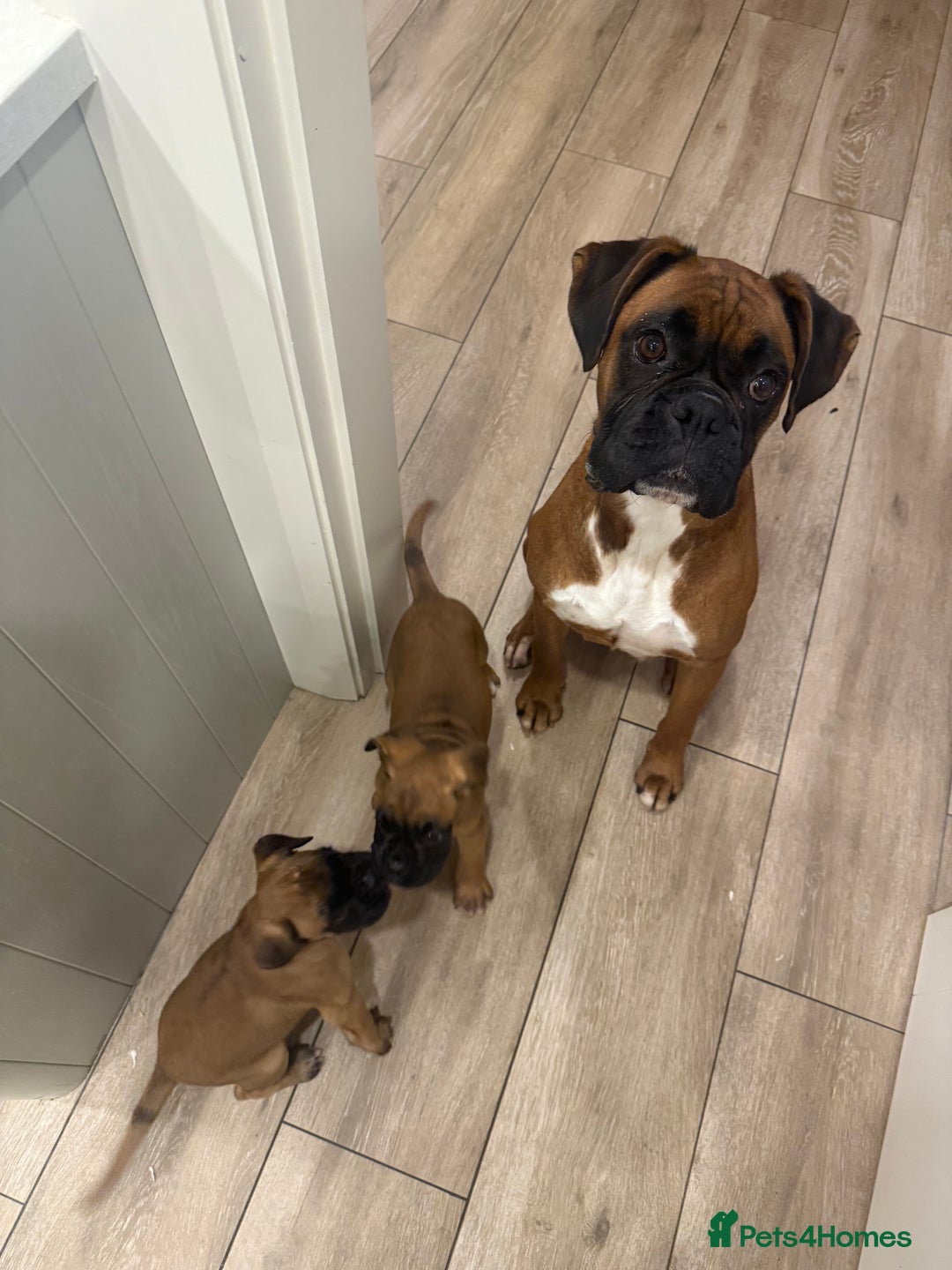 Boxer dogs for sale: Full bred Boxer pups 2 females - tan / black mask  - Advert 3
