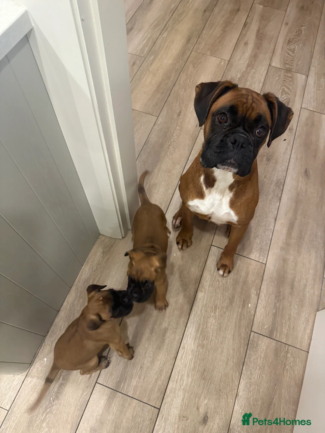 Boxer dogs for sale: Full bred Boxer pups 2 females - tan / black mask  - Advert 3
