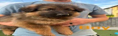 German Shepherd 2