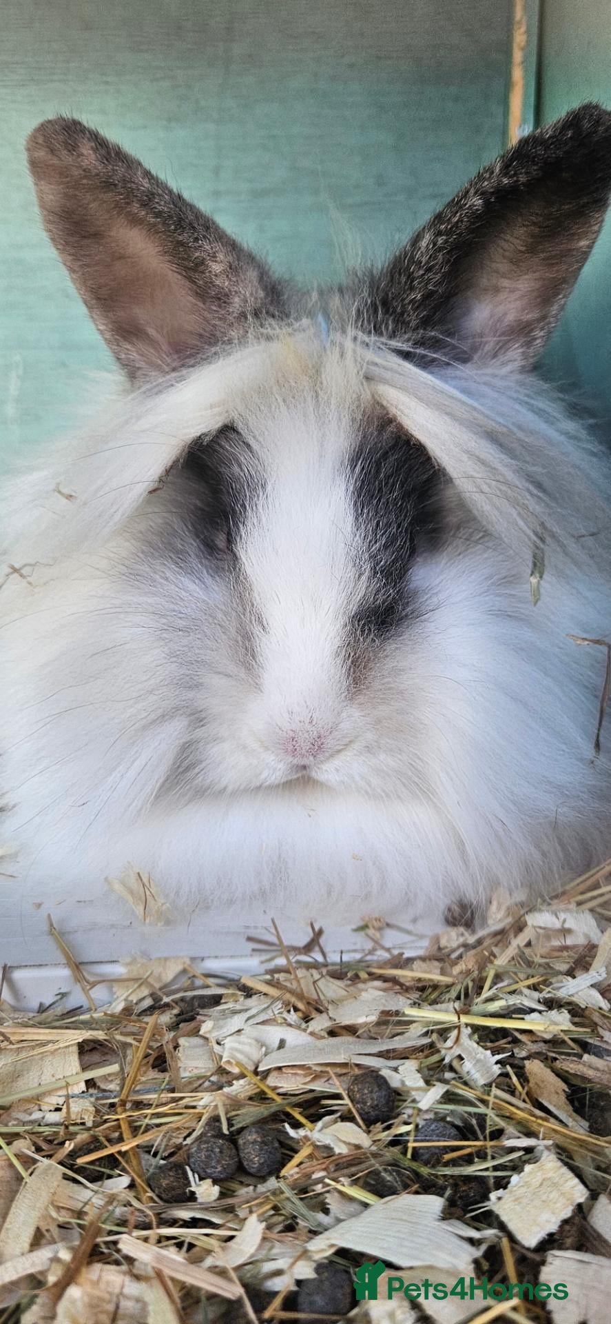 Lionhead rabbits 1 female baby lionhead left - Advert 2