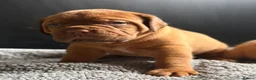Dogue De Bordeaux dogs for sale: KC Dogue de Bordeaux Puppies with champions.  - Advert 6