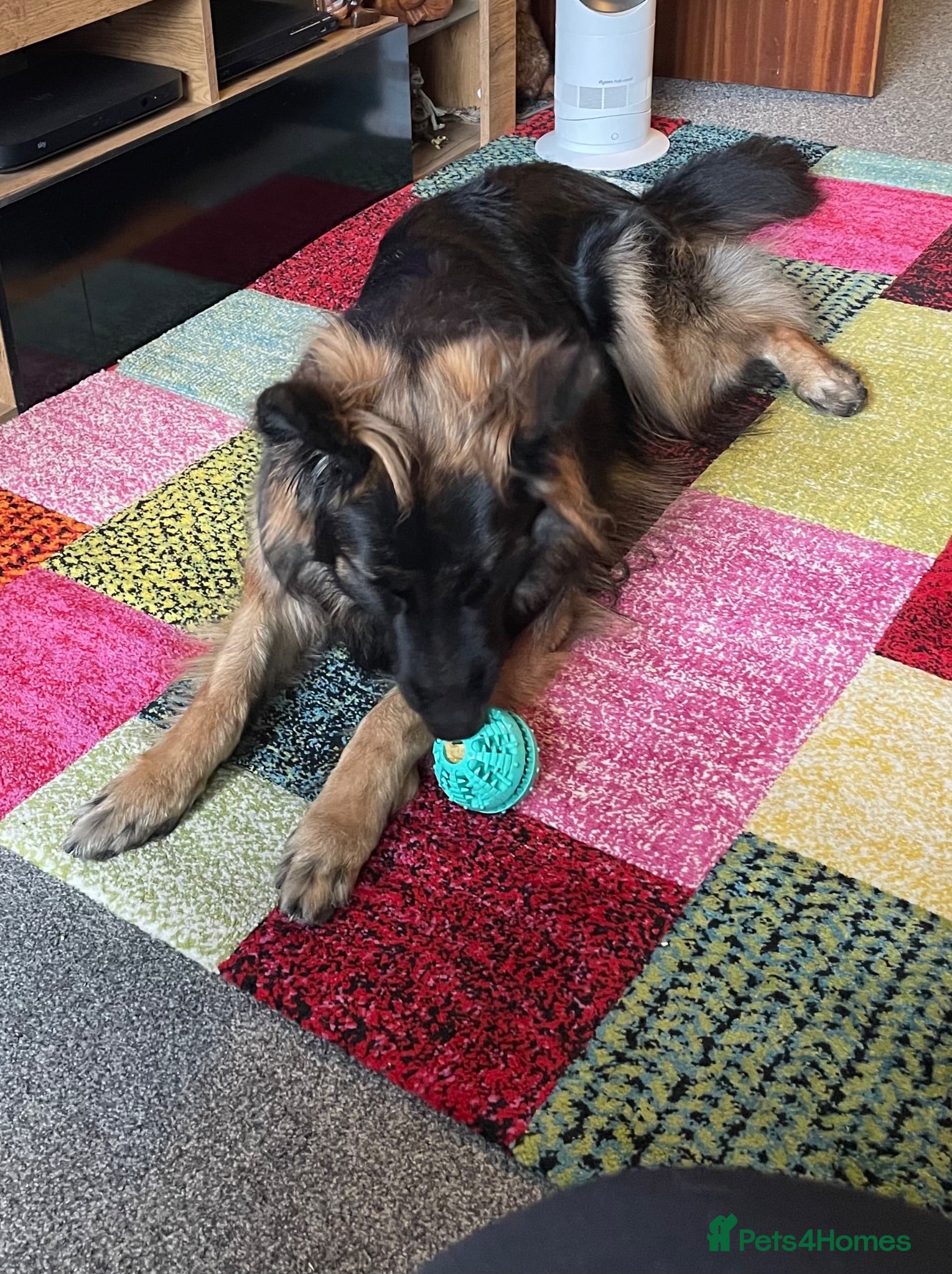 German Shepherd dogs German shepherd 17 mths old - Advert 1