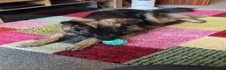 German Shepherd dogs for sale: German shepherd 17 mths old - Advert 1