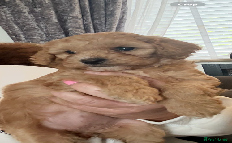 Mixed Breed dogs - Advert 1