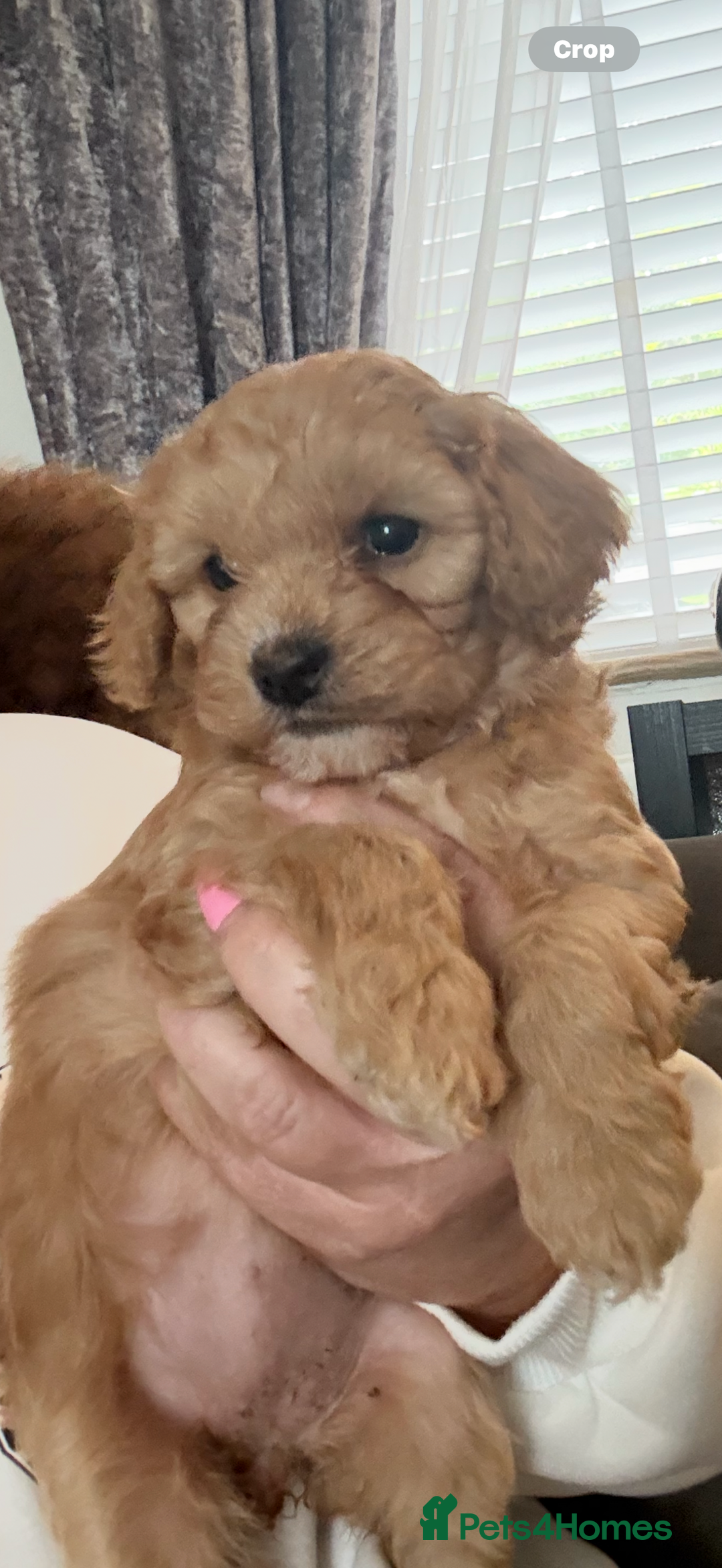Mixed Breed dogs for sale: Cavapoochon Puppies 🌟🌟 1 Girl remaining 🌟🌟 - Image 1