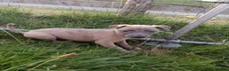 Whippet dogs for sale: 8 stunning puppies  in Okehampton - Advert 10