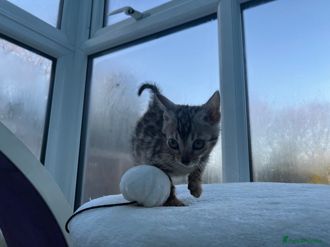 Bengal cats for sale: CUTE SILVER FEMALE BENGAL KITTEN (TICA)  - Advert 11