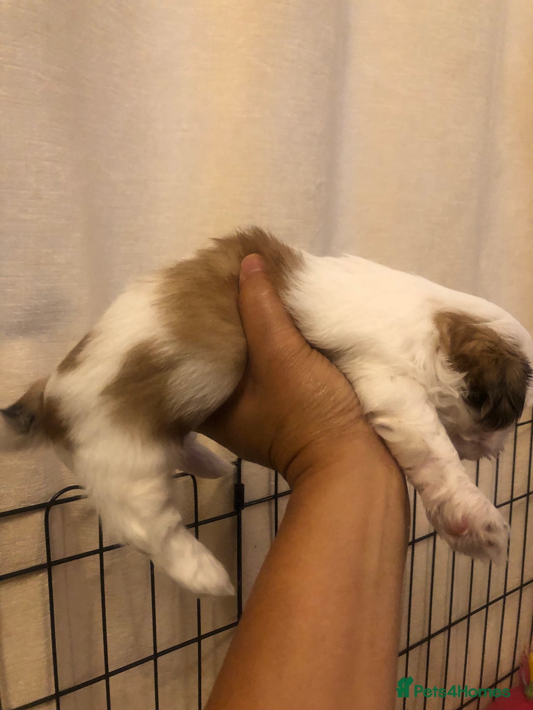 Shih Tzu dogs for sale: Angel’s Shih zhus  - Image 13