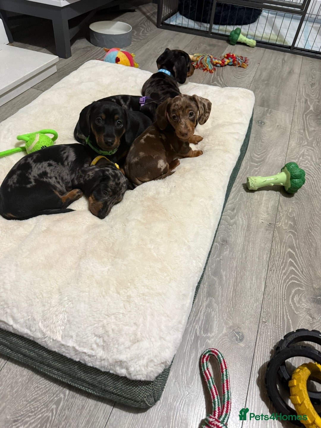 Miniature Dachshund dogs for sale: 8 Week Old Miniature Dachshund Puppies  - Advert 3