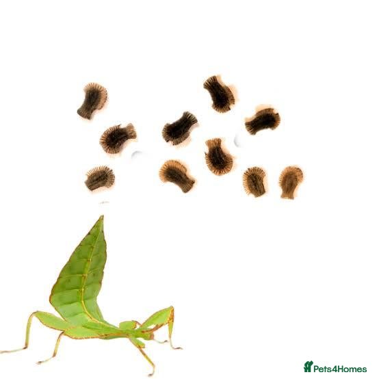 Stick Insects invertebrates Leaf Insect Eggs for Sale – UK Bred - Advert 1