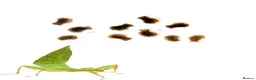Stick Insects invertebrates for sale: Leaf Insect Eggs for Sale – UK Bred - Advert 1